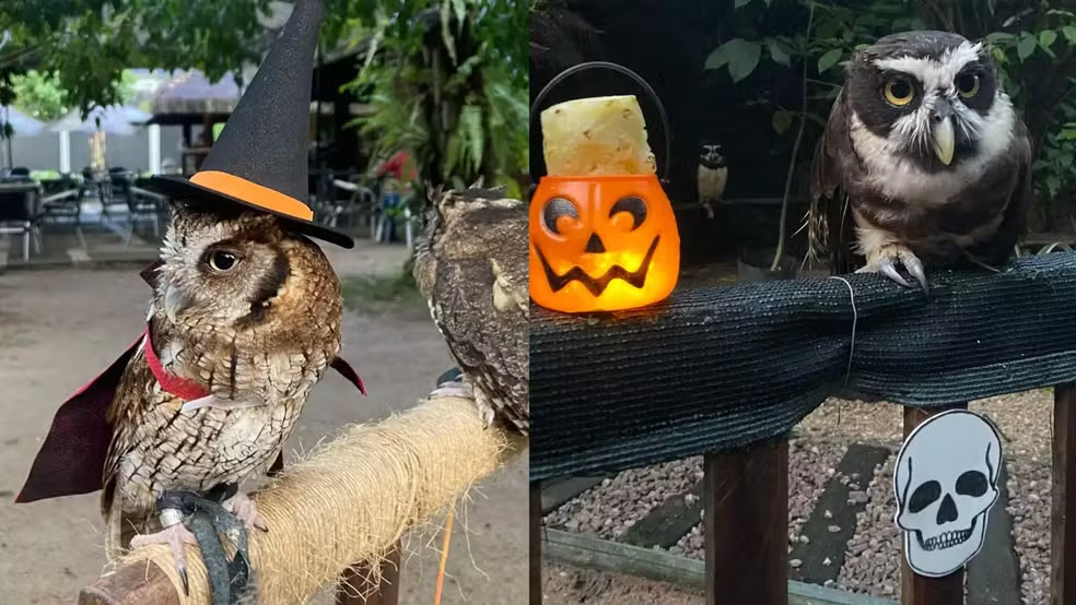 HALLOWEEN NO MANGAL DAS GARÇAS TERÁ DECORAÇÃO TEMÁTICA E ALIMENTAÇÃO ESPECIAL PARA ANIMAIS